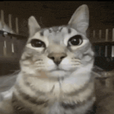 a close up of a cat looking at the camera .