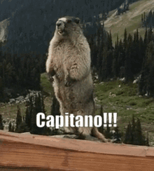 Marmotta Capitano GIF - Marmotta Capitano Captain GIFs