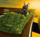 a dog is riding in a wagon of broccoli
