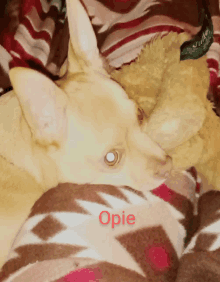 Opie GIF - Opie GIFs