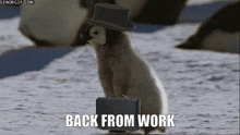 Penguin Back From Work GIF - Penguin Back From Work Work GIFs