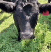 Pet Cow GIF - Pet Cow GIFs