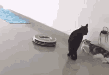 Roomba Stare GIF - Roomba Stare Down GIFs
