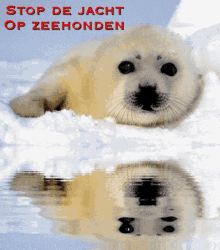 Stop De Jacht Op Zeehonden Zeehonden GIF - Stop De Jacht Op Zeehonden Zeehonden Stop The Hunt For Seals GIFs