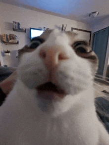 a close up of a cat 's face in a living room with a tv in the background .