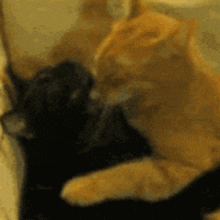 a close up of two cats laying next to each other on a couch