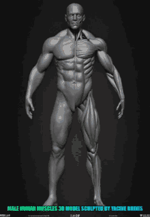 Human Muscles GIF - Human Muscles Muscular GIFs