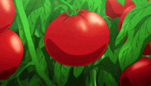 Tomato Tomatoes GIF