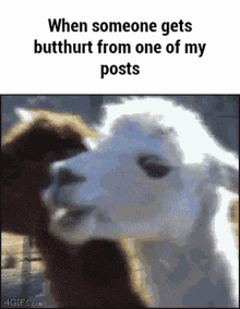 Angry Llama When Someone Gets Butthurt From One Of My Post GIF - Angry Llama When Someone Gets Butthurt From One Of My Post GIFs