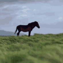 Horse In Wind Horse GIF - Horse In Wind Horse Sad Horse GIFs