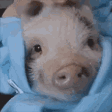 Pig Piggy GIF - Pig Piggy Babypig GIFs