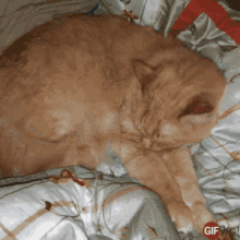 Pretty Kitty Cat GIF - Pretty Kitty Cat Sleep GIFs