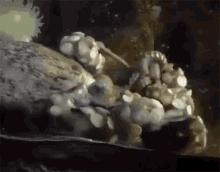 Octopus Cleaning GIF
