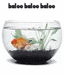 Baloo Baloo Baloo Goldfish GIF - Baloo Baloo Baloo Goldfish Super Auto Pets GIFs