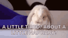 Cute Bunny GIF - Cute Bunny A Little Tired GIFs