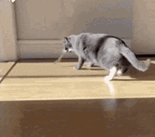 Cat Walking GIF - Cat Walking Funny GIFs