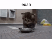 Euah Kitten GIF - Euah Kitten Kitty GIFs