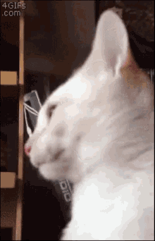猫咪 失忆 可爱 搞笑 GIF - Kitten Memory Loss Cute GIFs