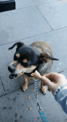 a person is feeding a dog on a leash a piece of food