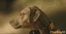 Head Turn Macie GIF - Head Turn Macie Americas Top Dog GIFs