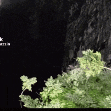 a close up of a plant in a dark cave with the word azzin on the bottom