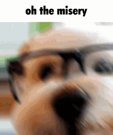 Oh The Misery White Dog GIF