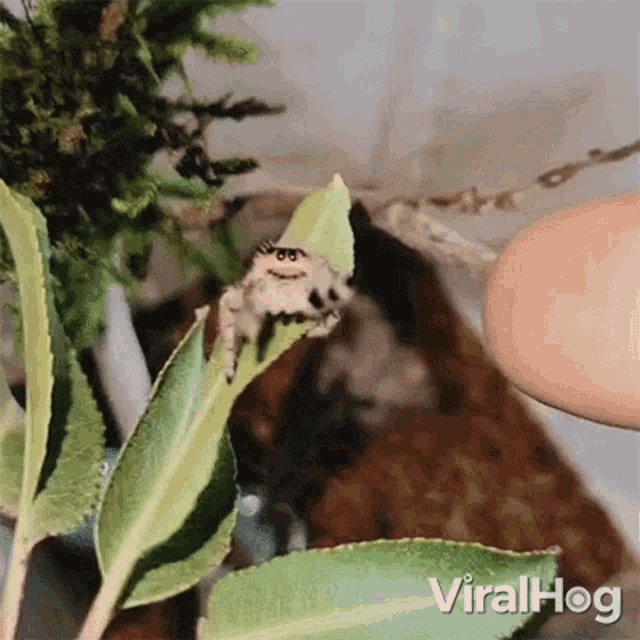 Dancing Spider Viralhog GIF - Dancing Spider Viralhog Cute Spider GIFs