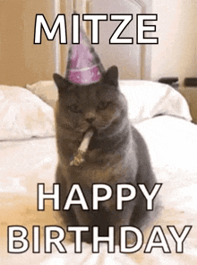 Funny Cat Birthday Meme GIFs