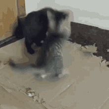 Kittens Cat GIF - Kittens Cat Fight GIFs