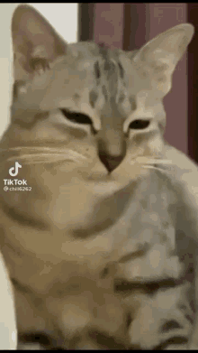 Ruocgiff Helpless GIF - Ruocgiff Helpless Cat GIFs