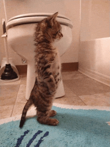 a small kitten standing on its hind legs in front of a toilet