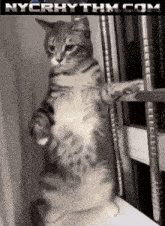 a cat standing on its hind legs with nycrhythm.com written on the bottom
