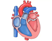 Circulación Circulation GIF - Circulación Circulation Heart GIFs