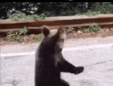 a black bear is walking down the side of a road .