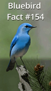a bluebird perched on a tree branch with the words bluebird fact # 154 above it