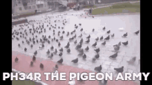 Ph34r Pigeon GIF - Ph34r Pigeon Army GIFs