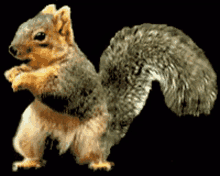 Squirrel Dancing GIF