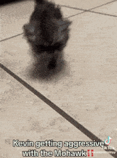 Kevin Kitten GIF - Kevin Kitten Persian GIFs