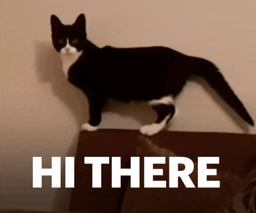 a black and white cat standing on a couch with the words hi there written below it