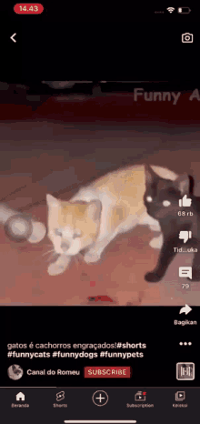 Cat Funny Cat GIF - Cat Funny Cat GIFs