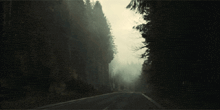 a foggy road with trees on both sides