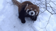 Red Panda Snow GIF - Red Panda Snow Playing GIFs