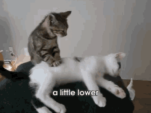 Massage Kittens GIF