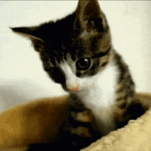 a close up of a cat 's face with a blurred background