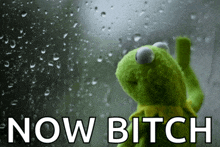 kermit the frog is looking out a window with the words now bitch written below him