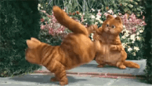 加菲猫 跳舞 可爱 GIF - Garfield Dance Cute GIFs