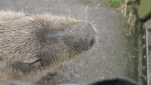 a close up of a furry animal 's nose looking at something