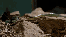 How Do Pythons Protect Themselves GIF - How Do Pythons Protect Themselves GIFs