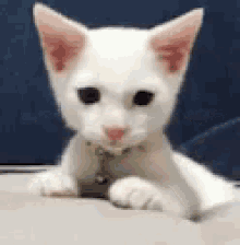 Cat Cute GIF - Cat Cute Scared GIFs