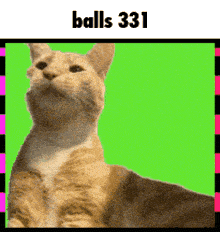 a cat sitting on a green background with the words balls 331 below it